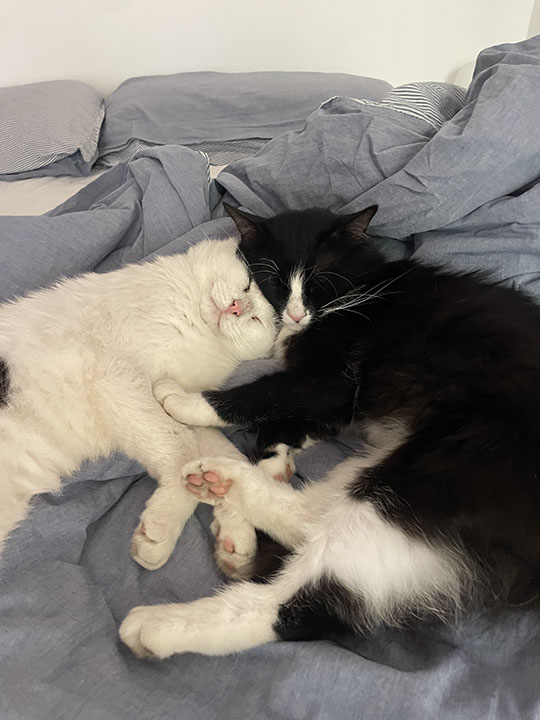 Maru und Tomo am kuscheln